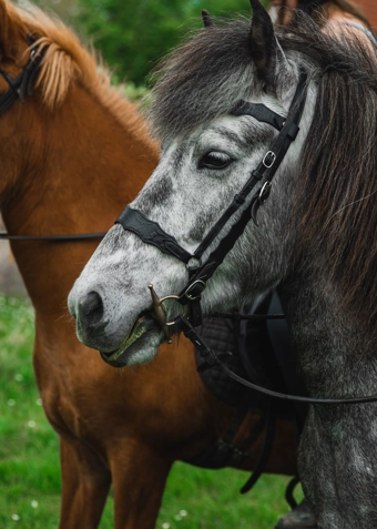 Islandske Heste - Torsdage - Foråret 2026 - Klik for at tilmelde dig